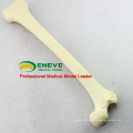 GROSSHANDELSIMULATIONS-KNOCHEN 12318 künstliches Femur Skeleton Swabone Implantat-Praxis-Modell